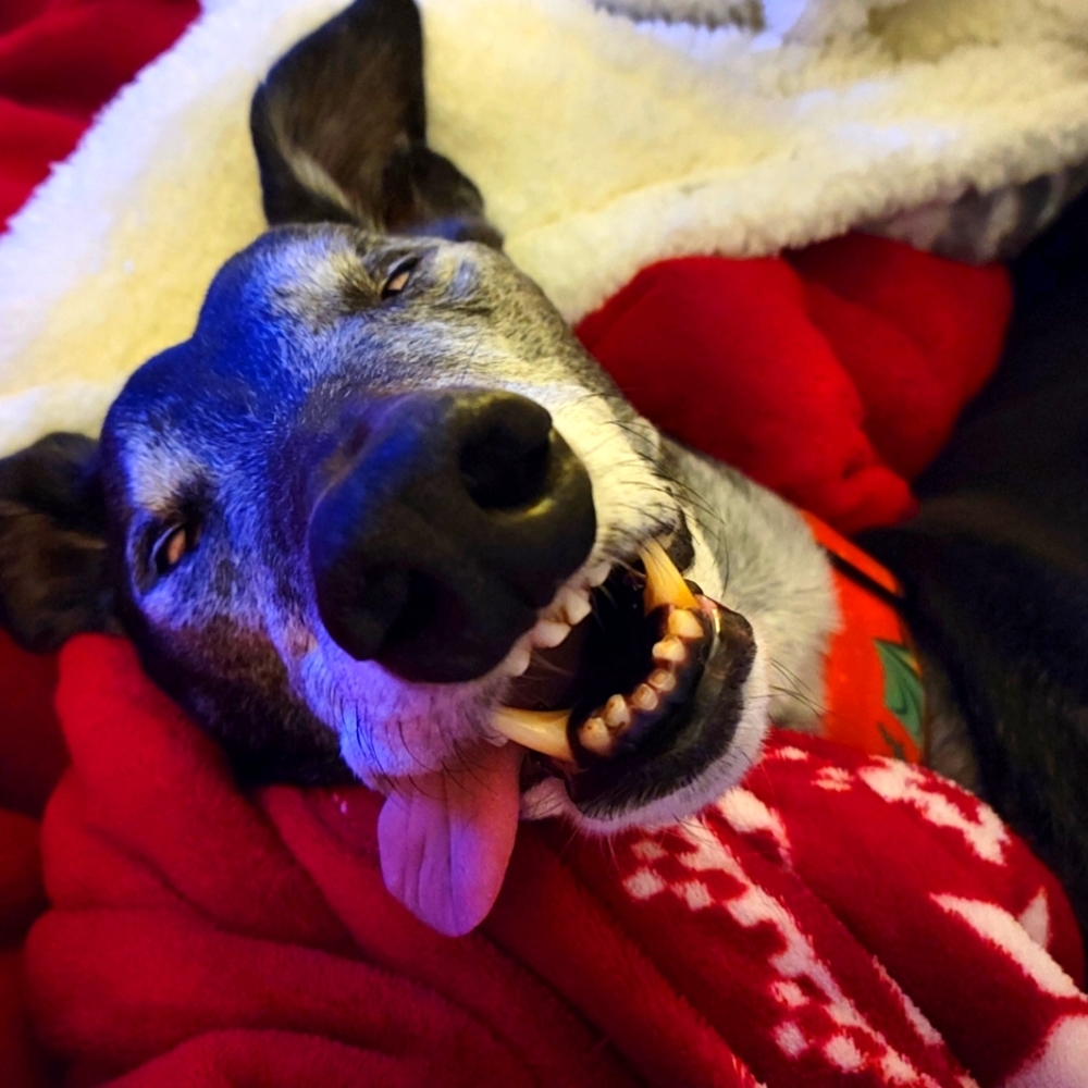 Meet your Posher, Betsy